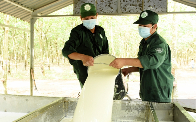 Công nhân khai thác mủ cao su của Tập đoàn Cao su Việt Nam đang tập kết mủ. Ảnh: TCCS