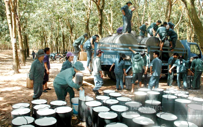 Công nhân khai thác mủ cao su trên địa bàn tỉnh Bình Phước. Ảnh: Vũ Phong