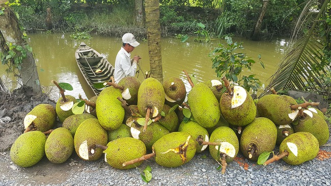 Giá mít Thái hôm nay 11/1: Vựa mua cầm chừng, giá mít chưa thể tăng, cách phun thuốc vườn mít Thái ít tốn tiền nhất - Ảnh 1.