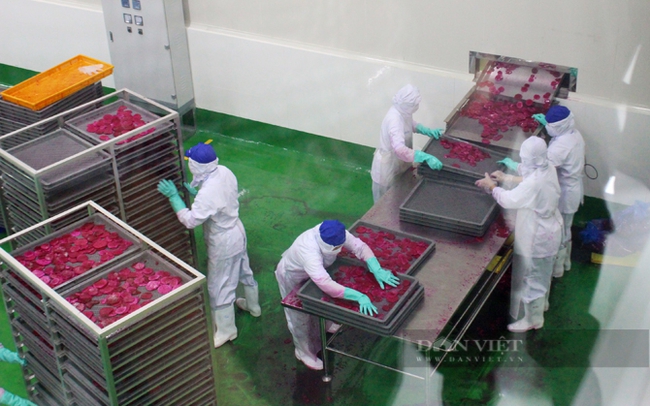 Nhà máy chế biến trái cây Tanifood ở tỉnh Tây Ninh. Ảnh: Nguyên Vỹ