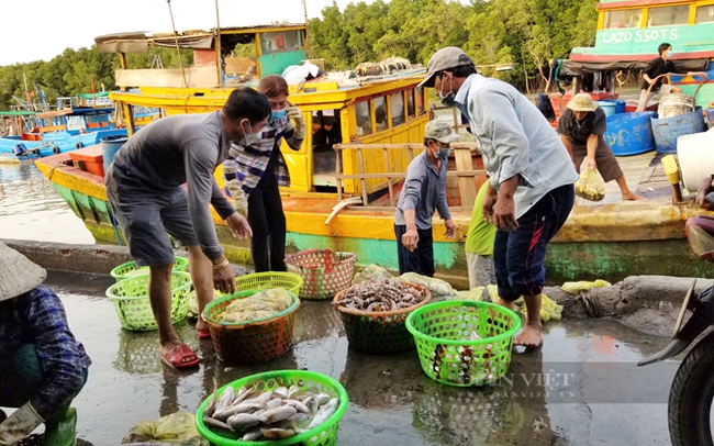 Khung cảnh trên chợ, dưới thuyền tấp nập ở cảng cá Đồng Hòa. Ảnh: Trần Khánh