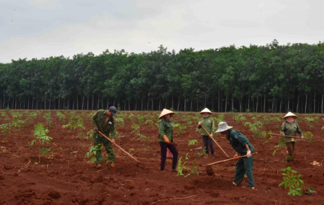 Giá mủ tăng, cao su Đồng Nai đạt doanh thu “khủng” 2.127 tỷ đồng - Ảnh 2.