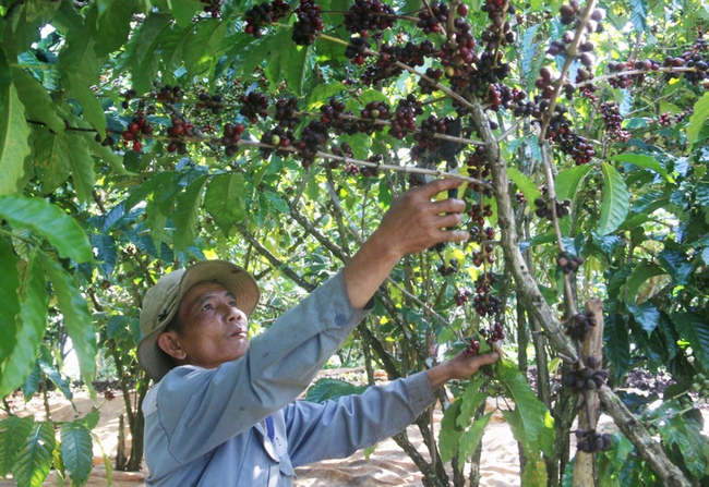 “Tuyệt chiêu” tăng hiệu quả  trồng cà phê - Ảnh 1.