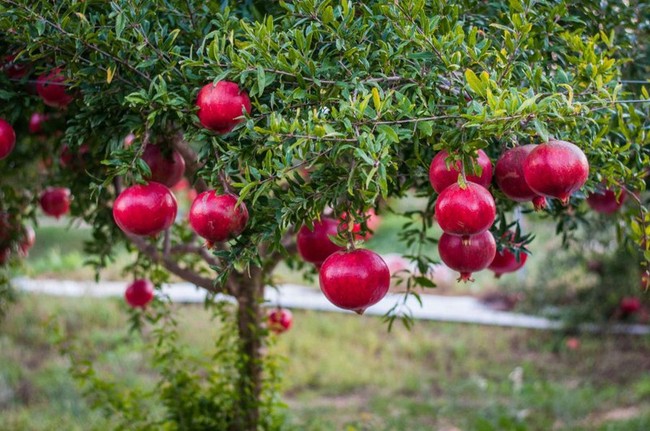 4 loại cây mang tài lộc vào nhà dịp Tết, 1 loại nên tránh xa - Ảnh 1.