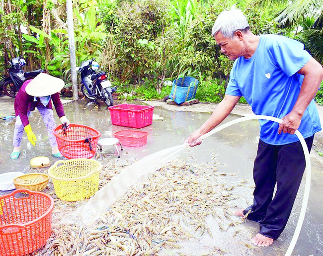 Trúng mùa tôm càng xanh nuôi trong ruộng lúa - Ảnh 1.