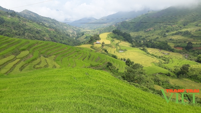 Phong Thổ chú trọng phát triển nông nghiệp hàng hóa tập trung - Ảnh 3.