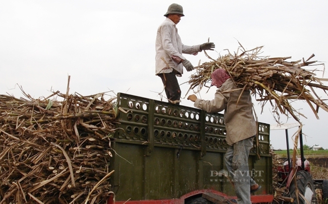 Nông dân thu hoạch mía ở tỉnh Tây Ninh. Ảnh: T.L