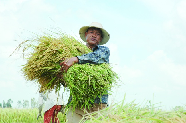 tat/ Gạo Việt “lan tỏa” ở trời Âu - Ảnh 3.