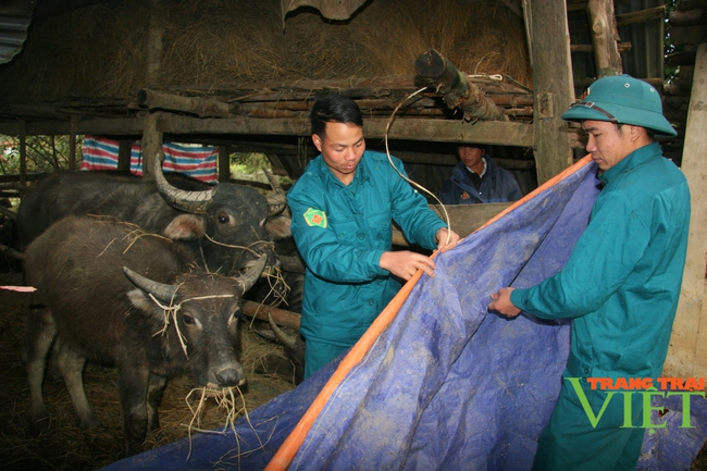 Than Uyên chủ động phòng chống đói, rét gia súc - Ảnh 1.