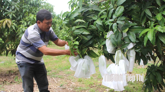 Nhà vườn trồng xoài tết ở huyện Tánh Linh, tỉnh Bình Thuận. Ảnh: Trần Khánh