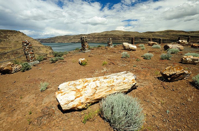 Mỹ: Điểm đến du lịch Rừng hóa thạch độc đáo với dấu ấn di sản thổ dân - Ảnh 1.