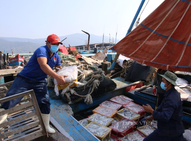 Ngư dân miền Trung trúng &quot;lộc biển&quot; cuối năm - Ảnh 1.