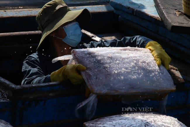 Ngư dân miền Trung trúng &quot;lộc biển&quot; cuối năm - Ảnh 2.