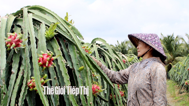 Nông dân trồng thanh long ở tỉnh Long An. Ảnh: Trần Khánh