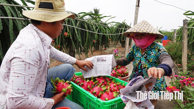 Nông dân tỉnh Long An thu hoạch thanh long để bán cho thương lái. Ảnh: Bắc Bình