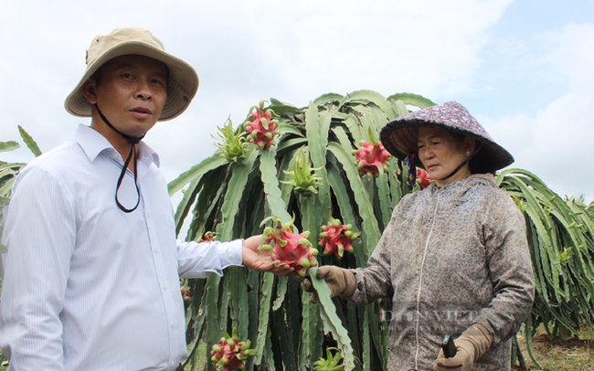 Ông Nguyễn Khắc Huy (trái) hướng dẫn nông dân trồng thanh long sạch xuất khẩu. Ảnh: Nguyên Vỹ