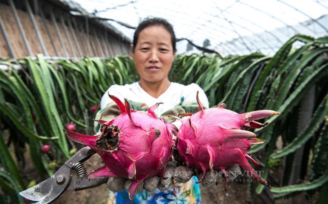 Nông dân trồng thanh long trong nhà kính ở Trung Quốc. Ảnh: Xinhua