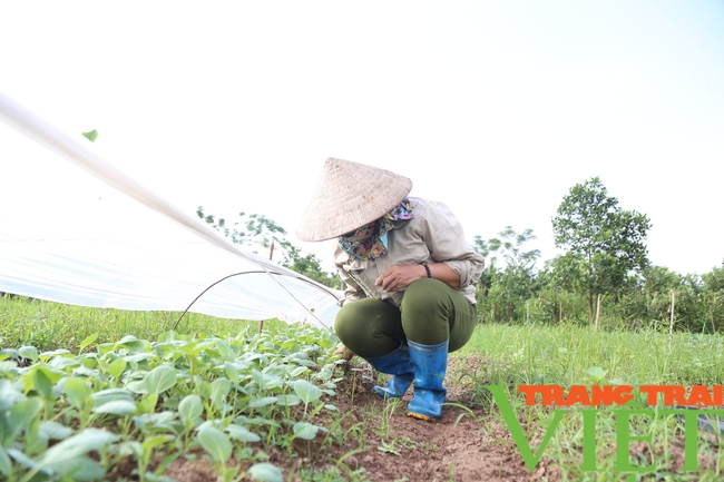 Người dân trồng rau sạch tại Hà Nam, thu hoạch đến đâu lái mua đến đó - Ảnh 2.
