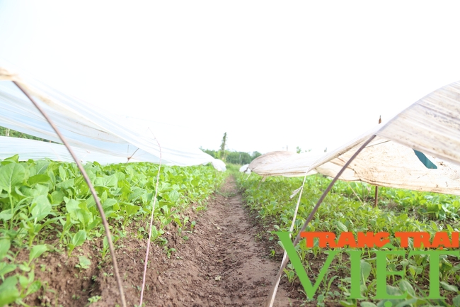 Người dân trồng rau sạch tại Hà Nam, thu hoạch đến đâu lái mua đến đó - Ảnh 3.