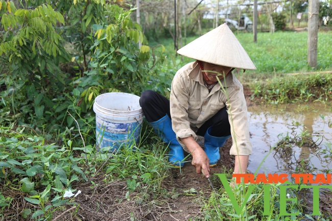 Người dân trồng rau sạch tại Hà Nam, thu hoạch đến đâu lái mua đến đó - Ảnh 7.