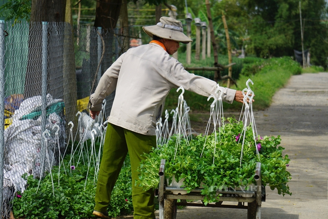 Đà Nẵng: Thương lái mua &quot;nhỏ giọt&quot;, nông dân trồng hoa Tết đứng ngồi không yên   - Ảnh 6.