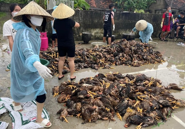 Cả trang trại gà chết sạch trong nước lũ, dân làng hò nhau giúp chủ trại sơ chế để vớt lại chút vốn - Ảnh 2.