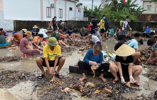 Cả trang trại gà chết sạch trong nước lũ, dân làng hò nhau giúp chủ trại sơ chế để vớt lại chút vốn - Ảnh 5.