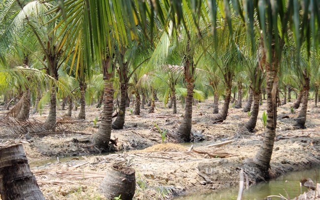 Nông dân xã Lê Minh Xuân đào mương, lên liếp trồng dừa. Ảnh: Trần Khánh