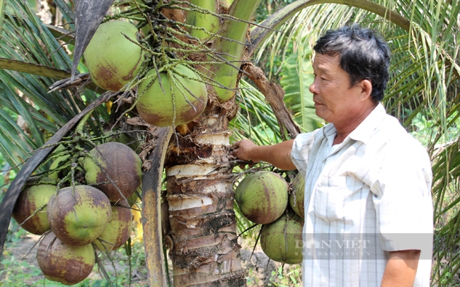 Liên kết trồng dừa, nhiều nông dân xã Lê Minh Xuân ổn định thu nhập. Ảnh: Trần Khánh