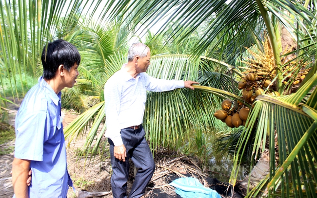 Tổ hợp tác trồng dừa xã Lê Minh Xuân là mô hình kinh tế phù hợp, mang lại hiệu quả kinh tế cao. Ảnh: Trần Khánh