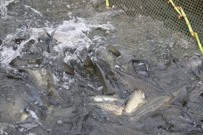 Làm giàu với nuôi cá đặc sản trên lòng hồ Hòa Bình  - Ảnh 3.