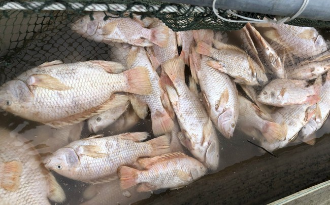 TT-Huế: Cá nuôi chết hàng loạt do mưa lũ, nhiều hộ dân trắng tay  - Ảnh 2.