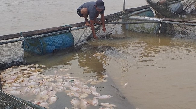 TT-Huế: Cá nuôi lồng chết la liệt do mưa lũ, dân thiệt hại nặng nề - Ảnh 1.
