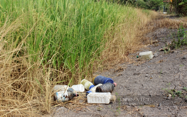 Nhiều người vẫn còn thói quen vứt lại chai lọ, bao bì thuốc bảo vệ thực vật trên bờ ruộng, sau khi đã dùng xong. Ảnh: Trần Khánh