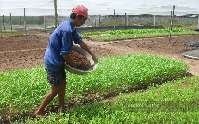 Nông dân xã Phước Vĩnh An chăm sóc vườn rau ăn lá. Ảnh: Trần Khánh