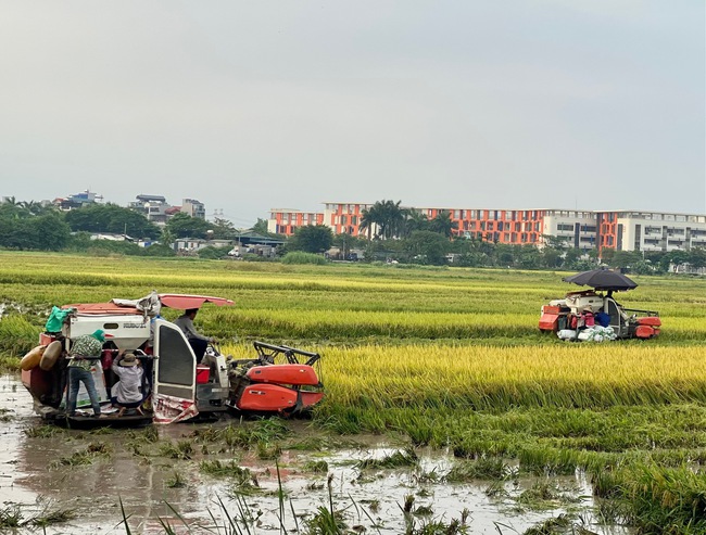 Niềm vui bội thu của nông dân quận Long Biên - Ảnh 3.