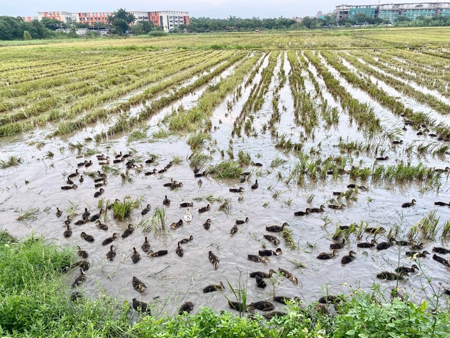Niềm vui bội thu của nông dân quận Long Biên - Ảnh 7.