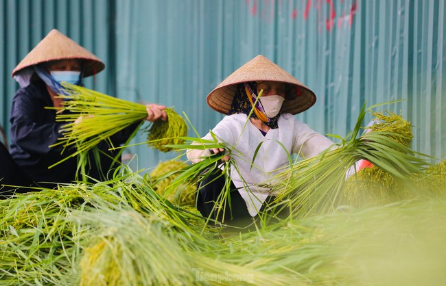 Cốm thu Hà Nội - Ảnh 1.