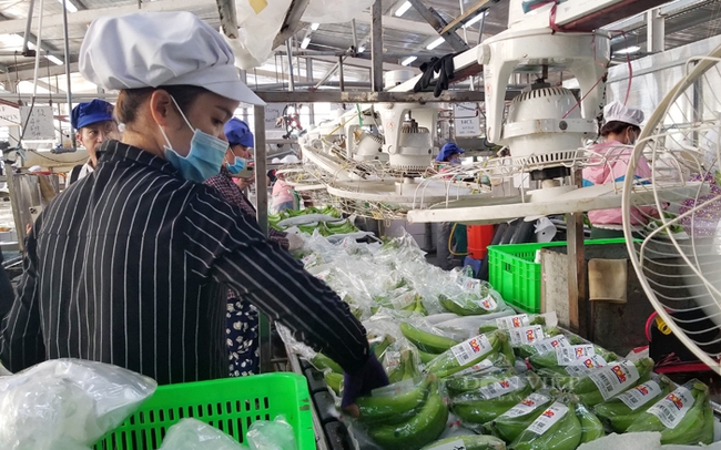 Đóng gói chuối xuất khẩu ở Khu nông nghiệp công nghệ cao An Thái, huyện Phú Giáo, Bình Dương. Ảnh: Trần Khánh