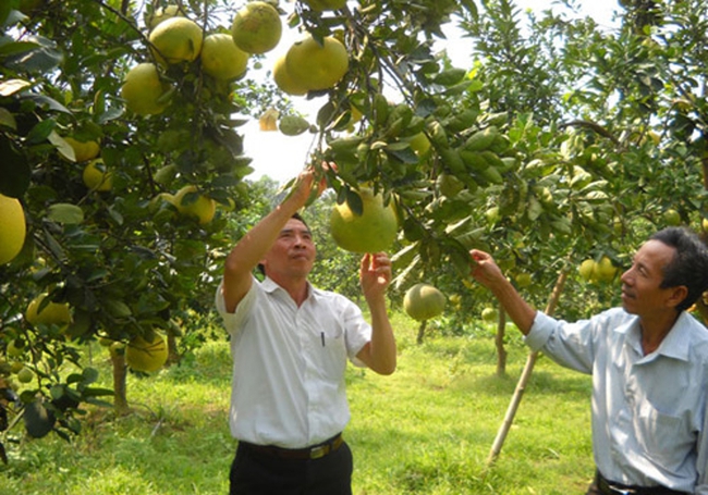 Xây dựng 14 vùng sản xuất cây ăn quả giá trị cao - Ảnh 1.