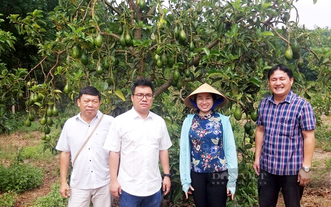 Hội Nông dân tỉnh Bình Phước hỗ trợ nông dân phát triển nông nghiệp công nghệ cao. Ảnh: Trần Khánh