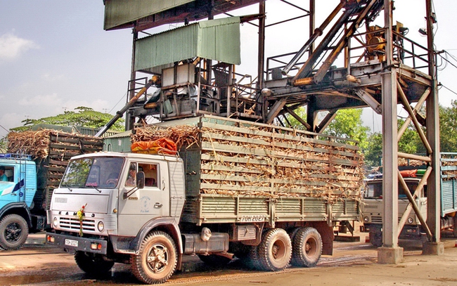 Vụ chế biến 2022-2023, dự kiến còn 24 nhà máy đường hoạt động, với tổng công suất thiết kế là 122.200 tấn mía/ngày. Khoan lấy mẫu mía đo chữ đường tại nhà máy Thành Thành Công- Biên Hoà, Tây Ninh. Ảnh: T.L