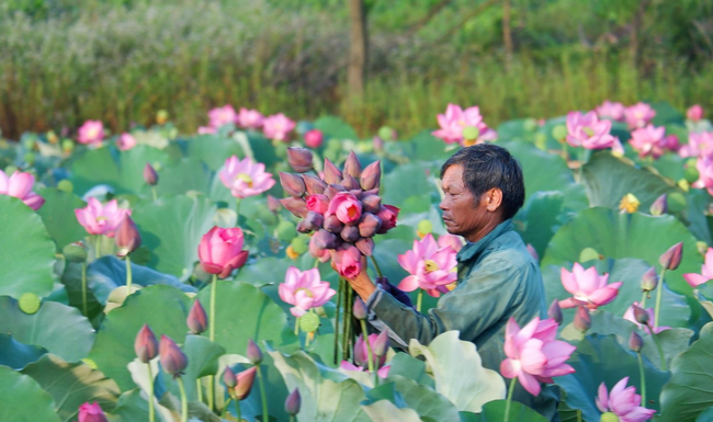 TT-Huế: 4 dự án của hội viên nông dân được vay 1,2 tỷ đồng  - Ảnh 2.