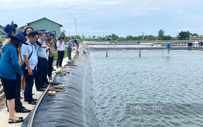 Nông dân nuôi tôm ở huyện Cần Giờ, TPHCM. Ảnh: Trần Khánh