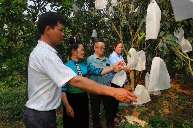 Thúc đẩy liên kết nông dân - doanh nghiệp: Hình thành tổ chức quản trị cấp vùng - Ảnh 1.