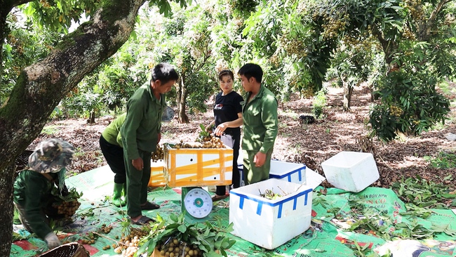 Vùng cao Yên Châu, trái ngọt thay mùa quả đắng  - Ảnh 3.