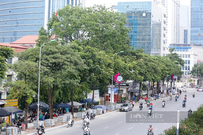 Thay thế 80 cây hoa sữa trên đường Nguyễn Chí Thanh bằng loại cây nào?  - Ảnh 1.