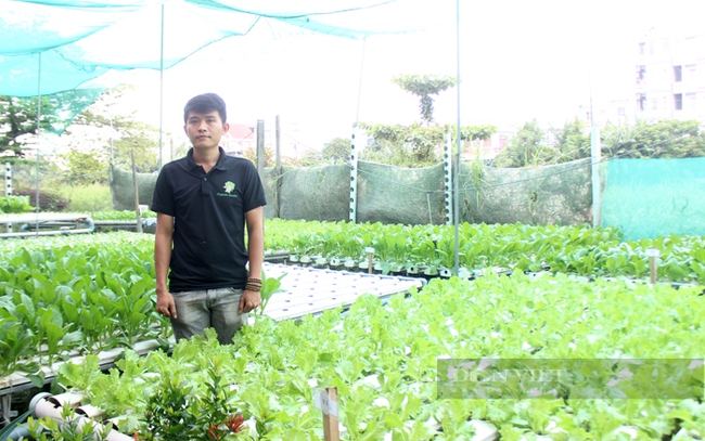 HTX Nông nghiệp rau sạch công nghệ cao Nông Phố ở phường Tân Tạo A, Quận Bình Tân. Ảnh: Trần Khánh