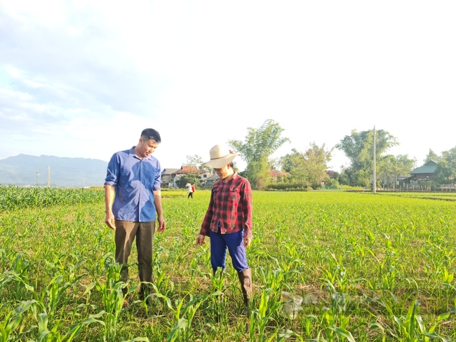 Điện Biên: Trang bị kiến thức giúp hội viên nông dân Thanh Luông thoát nghèo   - Ảnh 4.