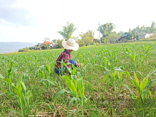 Điện Biên: Trang bị kiến thức giúp hội viên nông dân Thanh Luông thoát nghèo   - Ảnh 5.